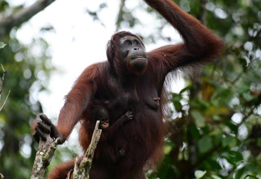 Trek à travers la forêt vers un orang-outan de la vallée de Danum dans l'état de Sabah
