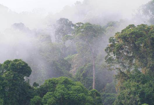 Immersion dans la forêt primaire de la vallée de Danum dans l'état de Sabah