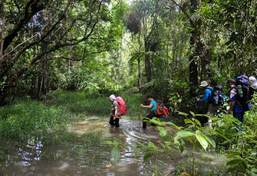 Trekking entre Long Pasia et Long Semadoh entre Sabah et Sarawak