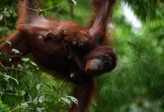 Rencontre avec une femelle orang-outan et son petit dans la vallée de Danum