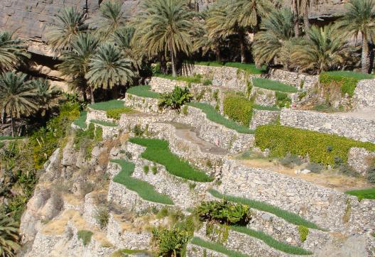 Randonnée au mileu des cultures en terrasse dans le Jebel Hajjar