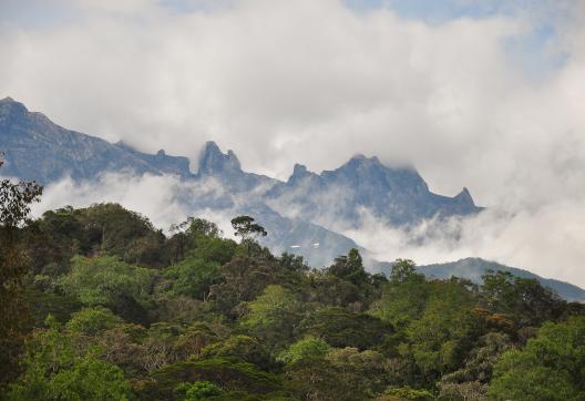 Trek à travers la jungle sur les pentes du Mont Kinabalu dans l'état de Sabah