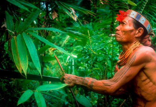 Randonnée avec un chaman qui collecte des plantes médicinales sur l'île de Siberut