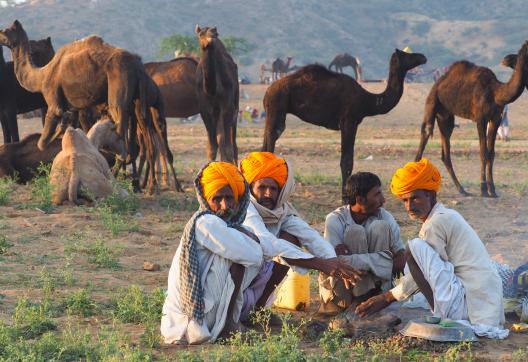 Trek vers des bergers rajpoutes au lever du jour au Rajasthan