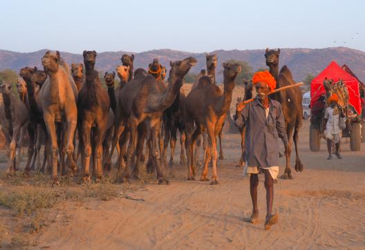 Randonnée avec des bergers et leur troupeau de dromadaires entre Rajasthan et Gujarat