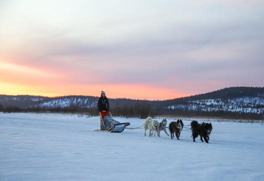 Trekking et raid en traineau à chiens en Laponie