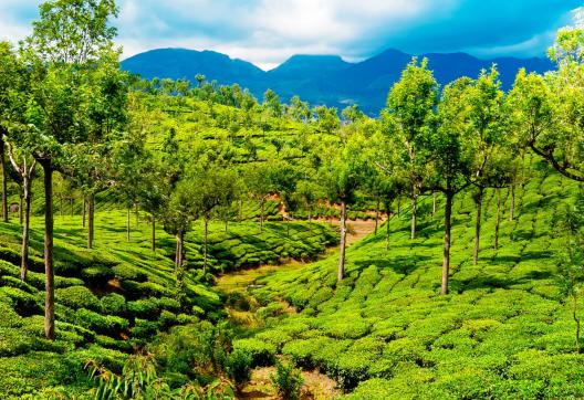 Trekking à travers des plantations de thé au Kerala