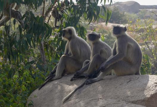 Rencontre de singes langur dans les montagnes du Kerala