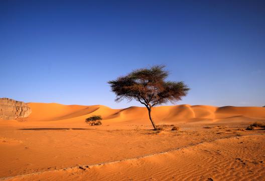 Voyage avec un acacia d'Ahnet