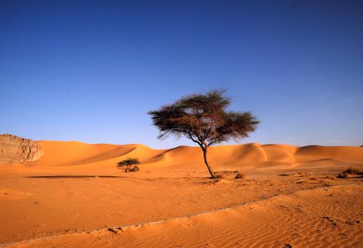 Voyage avec un acacia d'Ahnet