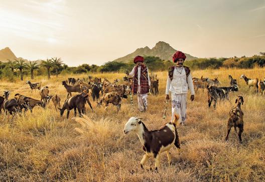 Trekking avec des bergers Rabari et leur troupeau dans la région de Jawai