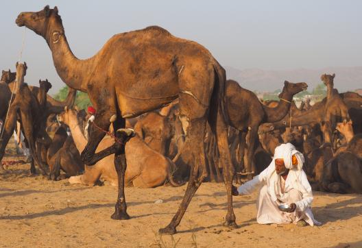 Voyage d'aventure avec un berger et son chameau au Rajasthan