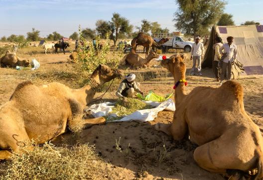 Trek vers un camp de nomades dans le désert du Thar