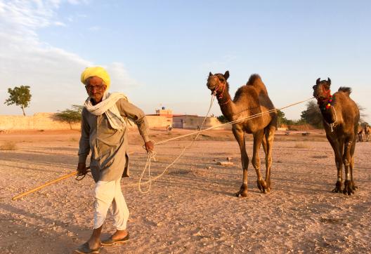 Trek avec un berger tirant deux  domadaires au Rajasthan