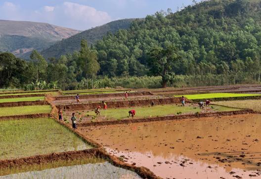 Trekking vers des rizières en bordure de forêt au Madhya Pradesh