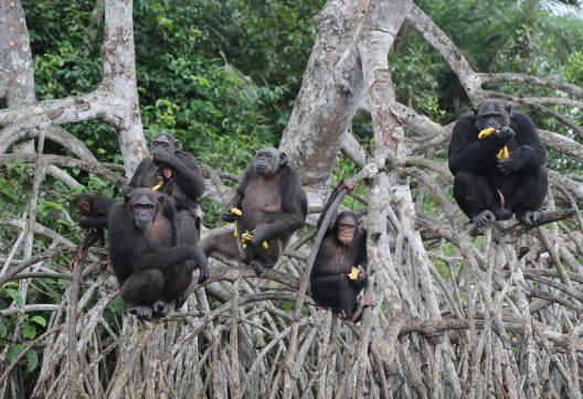 Groupe de chimpanzés dans les arbres sur le programme Help au Congo