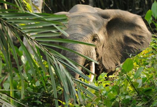 Eléphant dans la végétation dans le parc de Conkouati-Douli au Congo