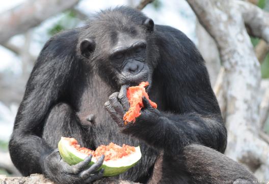 Chimpanzéa dulte se nourissant d'un fruit chez Help