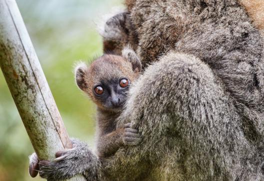 Observation des hapalémurs à Madagascar