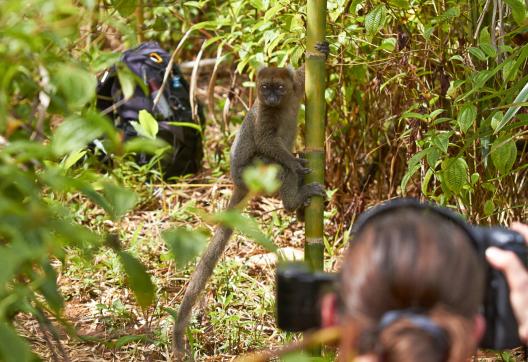 Photographier les lémuriens de Madagascar