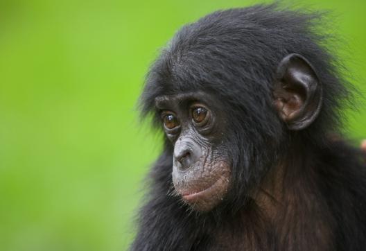 Jeune bonobo en République Démocratique du Congo