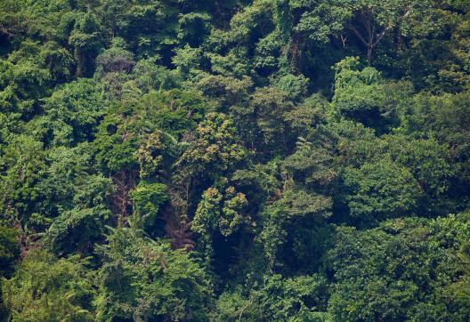 Forêt de la RD Congo