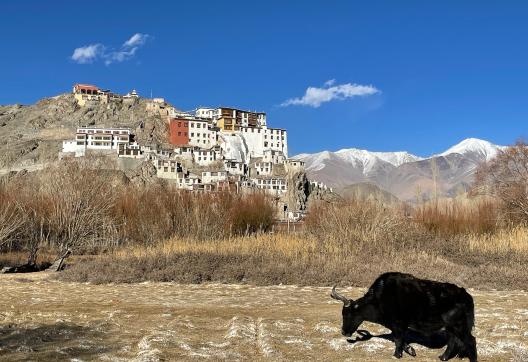 Monastère bouddhiste près de Leh au Ladakh