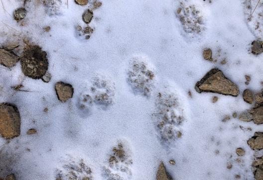 Traces de panthère des neiges au Ladakh, en Inde