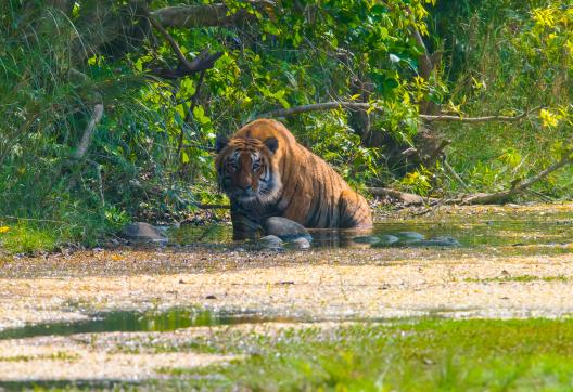 Tigre dans le parc national de Bardia