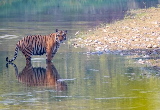 Tigre à l'eau au Népal