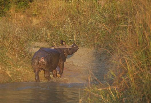 Rhinocéroas unicorne à Barduia au Népal