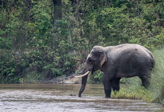 Eléphant dans la rivière à Bardia au Népal