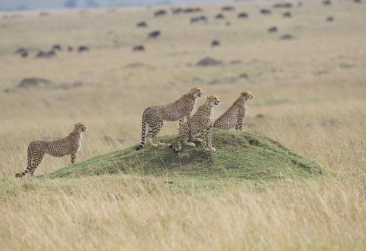 Observation de guépards à l'affût dans la réserve du Masai Mara au Kenya