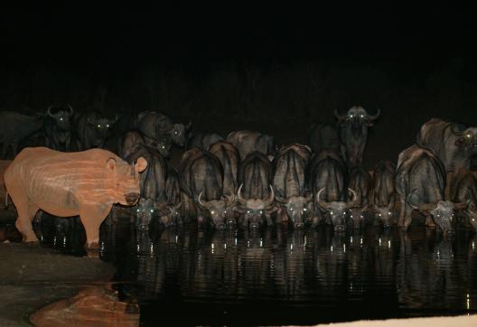 Rhinocéros noir et bulles au point d'eau au Kenya