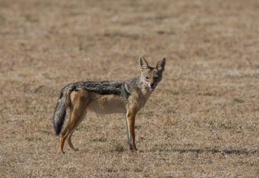 Chacal à chabrac dans la savane au Kenya