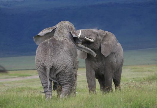 Querelle de mâles éléphants (Loxodonta africana) au Ngorongoro en Tanzanie