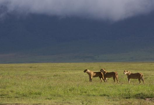Lionnes dans le cratère du Ngorongoro
