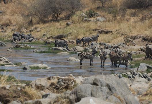 Zèbres au bain en Tanzanie