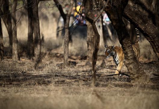 Tigre en sous bois en Inde