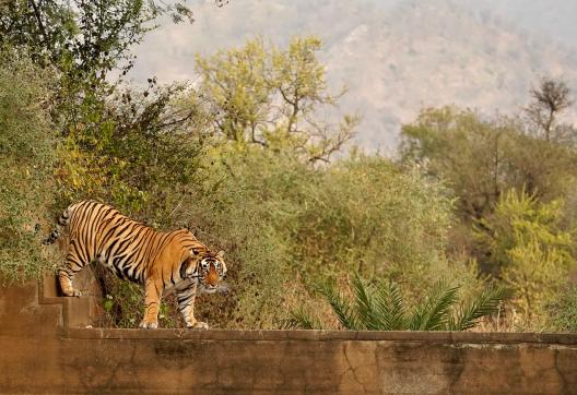 Tigre (Panthera tigris) sur la pierre à Sariska en INde