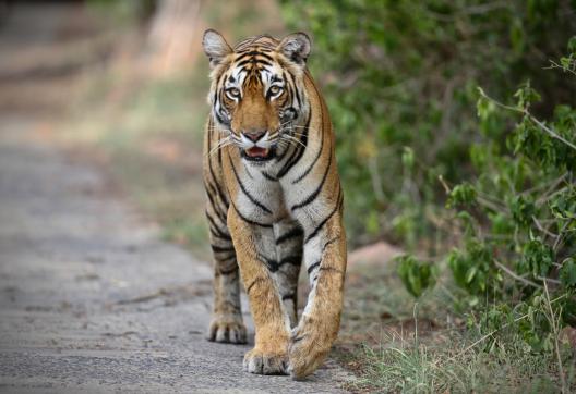 Tigre (Panthera tigris) à Bandhavgarh en Inde