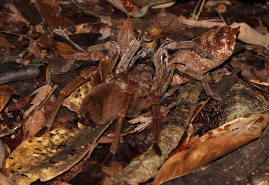 Obesrvation de la plus grosse araignée du monde en Guyane
