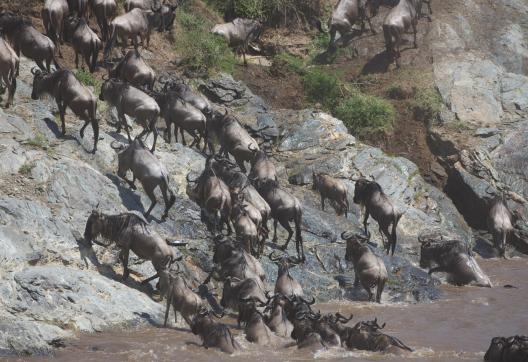 Observation des gnous traversant la rivière Mara