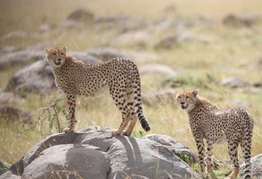 Observation de deu guépards au Mara au Kenya