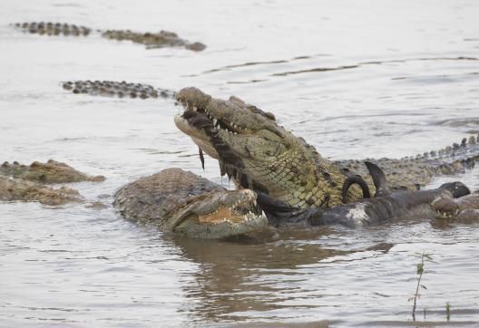 Crcodiles (Crocodylus porosus) mangeant un gnou dans la rivière Mara au Kenya