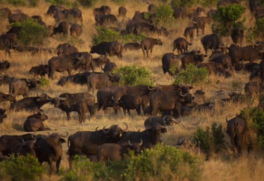 Troupeau de buffles dans la savane au Kenya