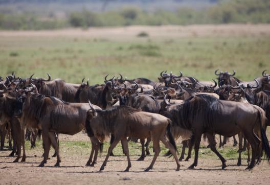 Gnous près de la rivière Mara au Kenya