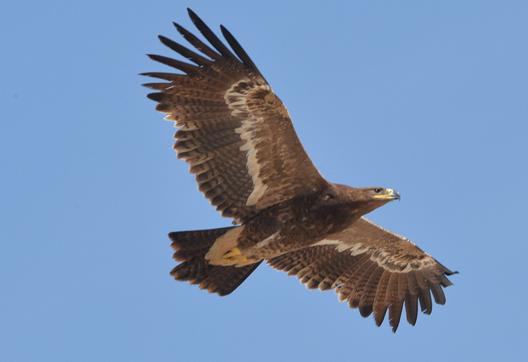 Aigle des steppes en vol à Oman