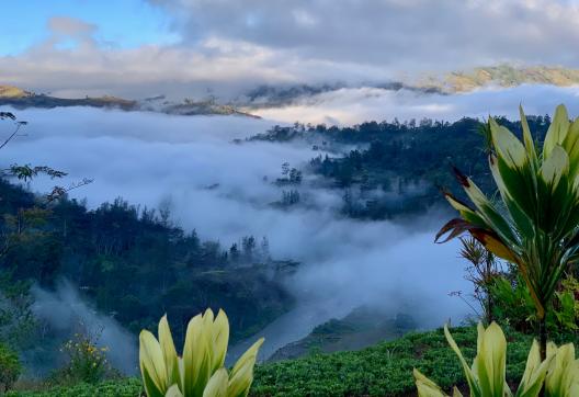 Randonnée à travers un paysage brumeux de montagne dans les Highlands de Papouasie-Nouvelle-Guinée