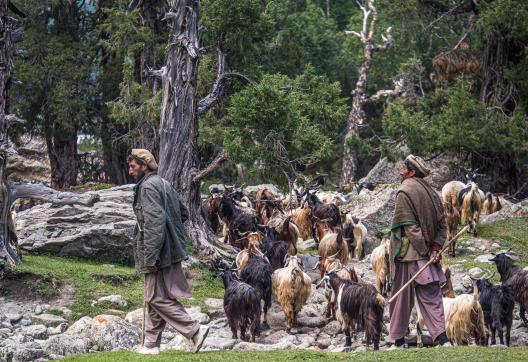Randonnée et rencontre bergers dans la région du Nanga Parbat à Fairy Meadows Pakistan